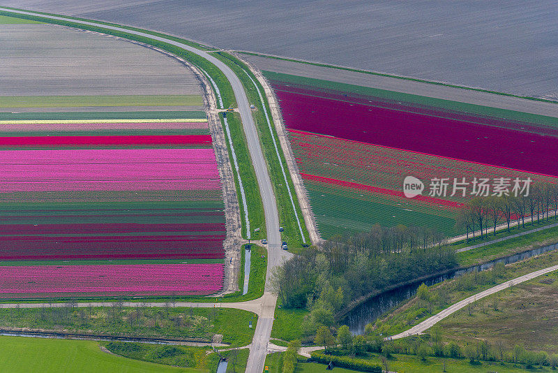 荷兰春季郁金香花海的鸟瞰图