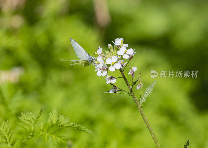 皮耶里斯黄铜