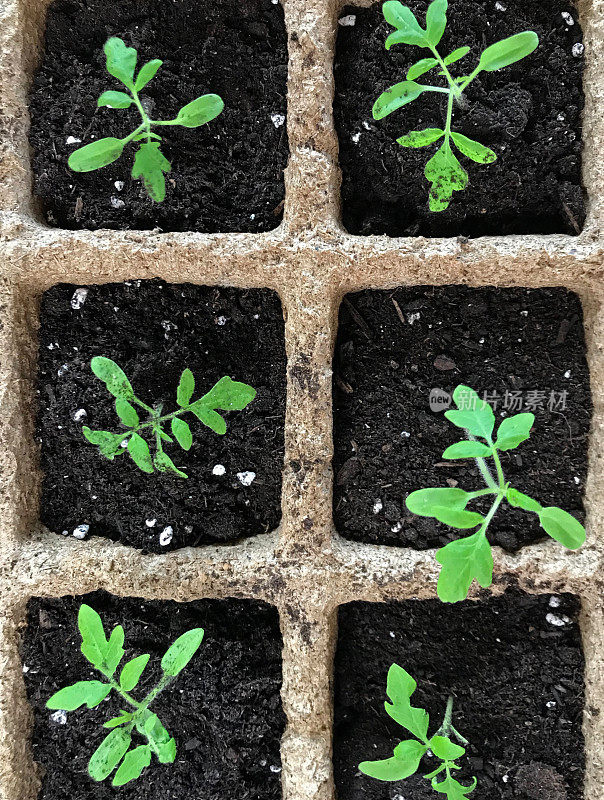幼小的番茄幼苗在泥炭盆，准备春季种植