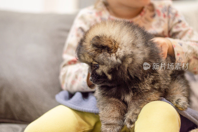 小女孩在和博美犬玩耍