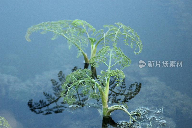 水草和药草