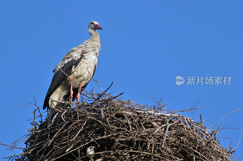 巢中的白鹳