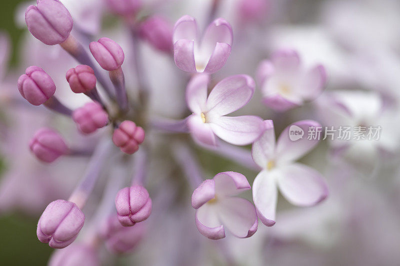 紫色的丁香花和花蕾