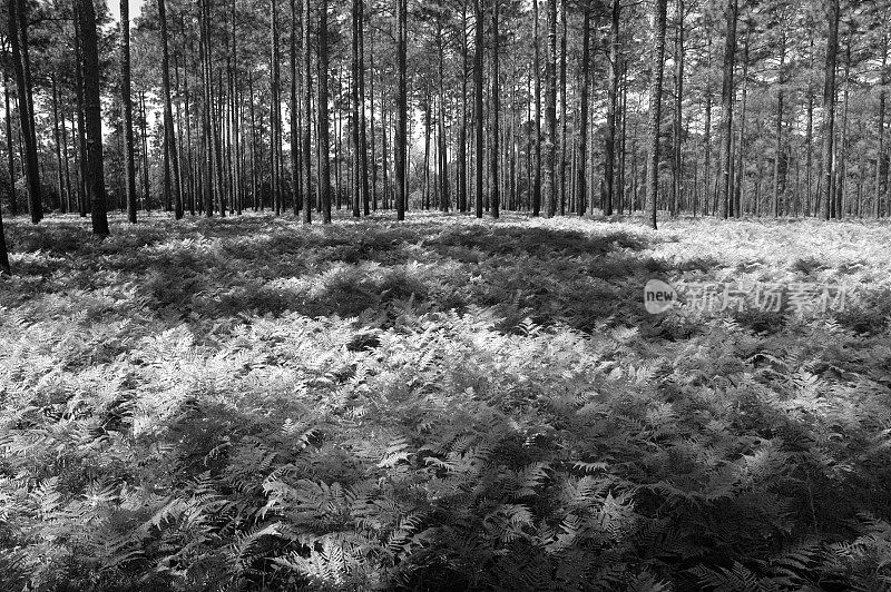 早春拍摄的一大片蕨类植物的松树林，黑白两色