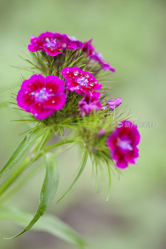 花壁纸