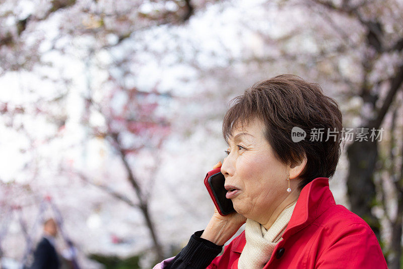 老妇人在欣赏樱花