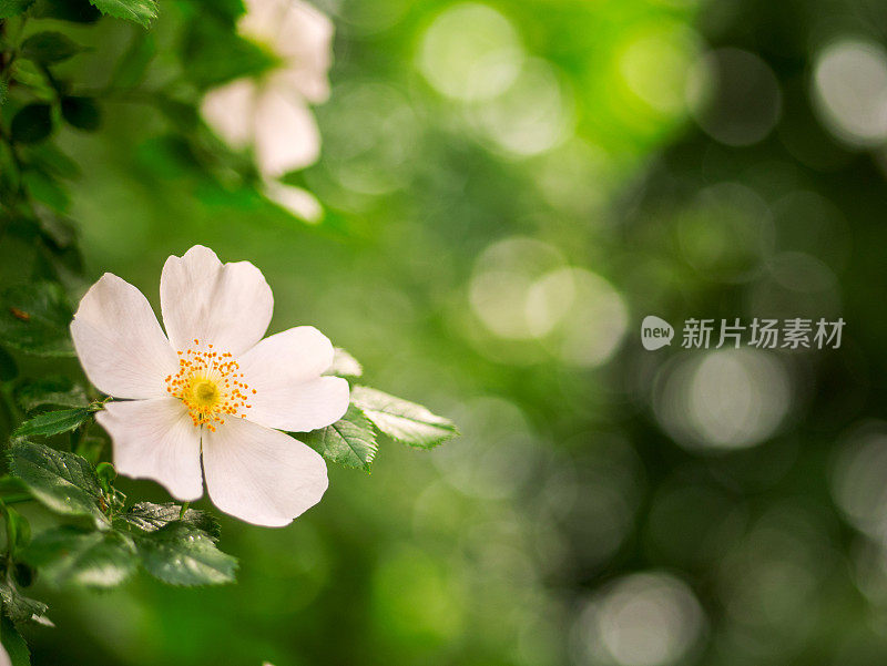 野玫瑰的白色花朵。