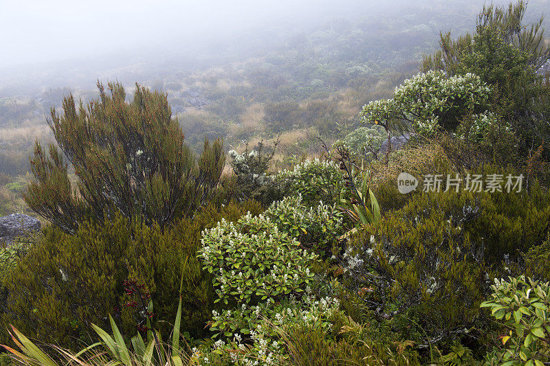 沿着阿瑟山口国家公园的多布森自然步道的风景