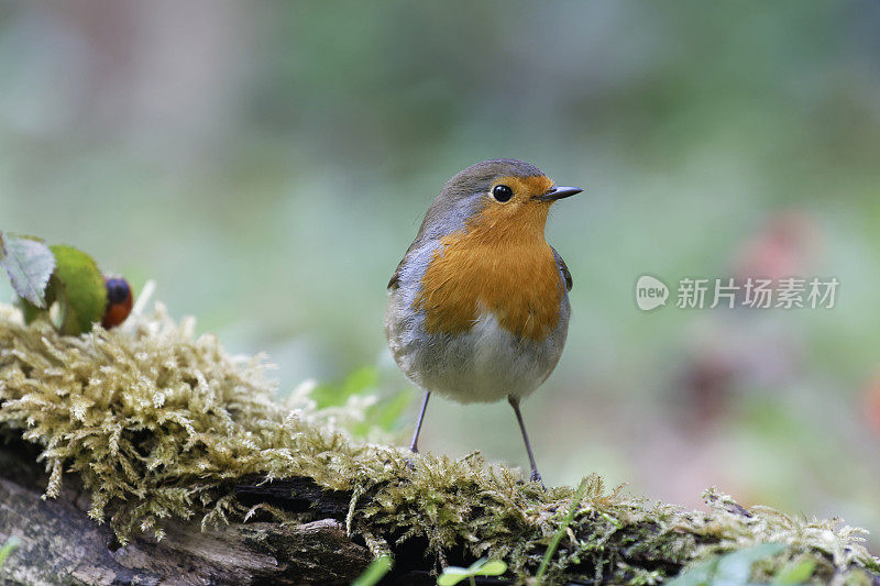 罗宾(红心rubecula)