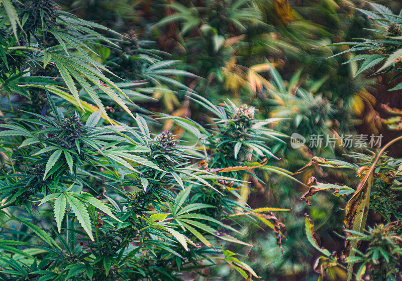 种植大麻