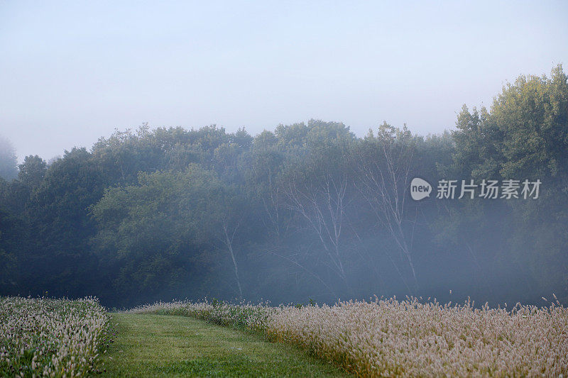 在一个雾蒙蒙的早晨，美丽的散步小径和附近的树林