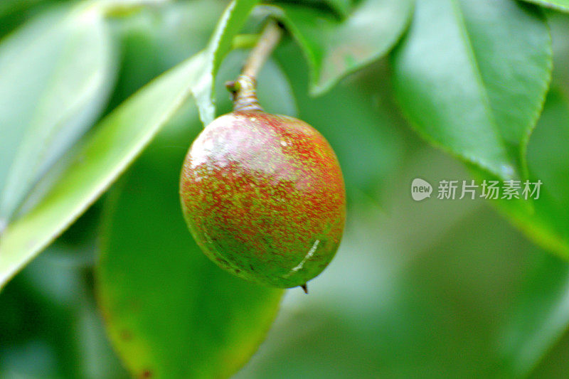 日本茶花的果实