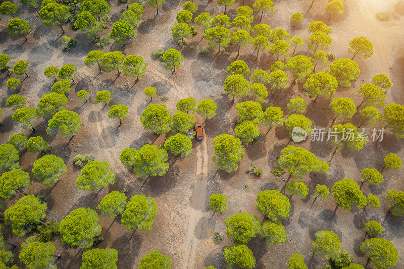 鸟瞰图上的汽车在蜿蜒的森林道路在荒野