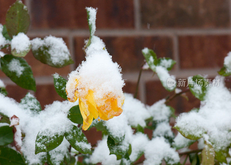 黄色的玫瑰，金色的雨，雪下的加拿大