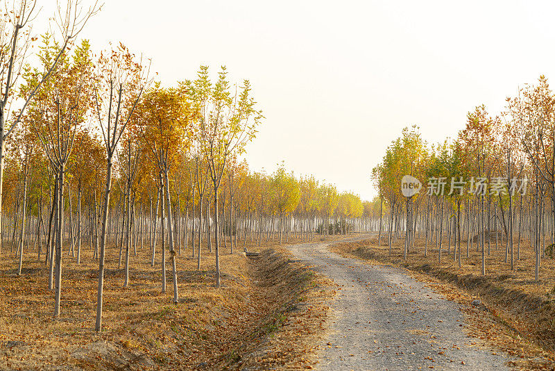 秋天的自然风景:穿过林地的乡间小路