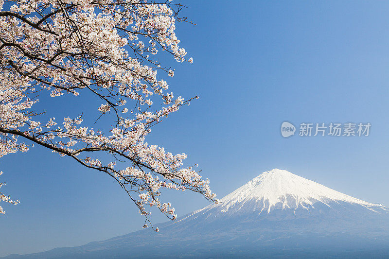 穿过樱花树的富士山