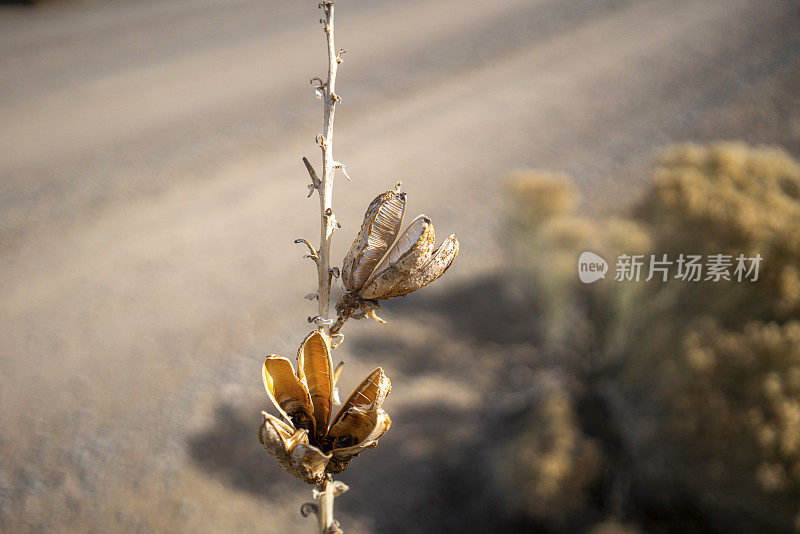 加利斯特盆地，新墨西哥州