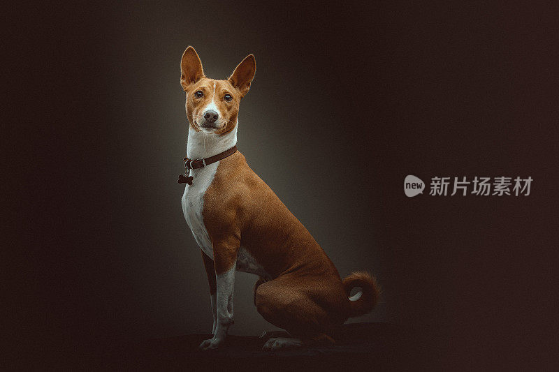 巴辛吉梗犬