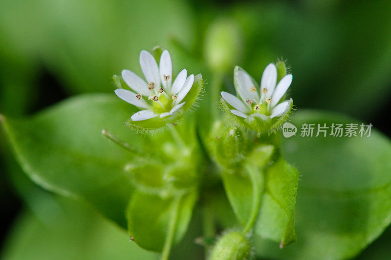 自然背景上的毛蕊花