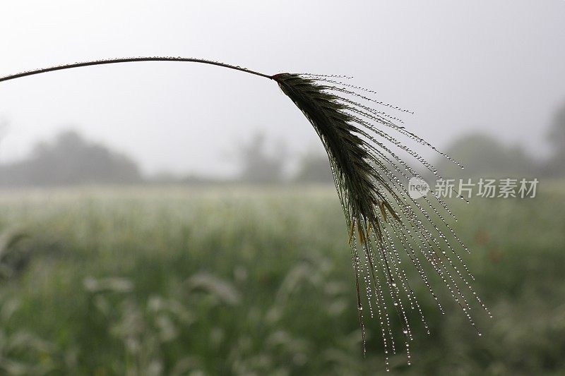 单株大麦茎和穗带露珠