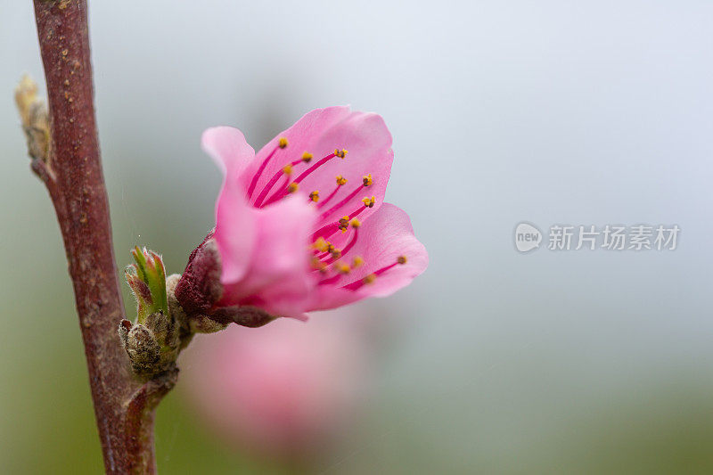 霜桃树粉红花横