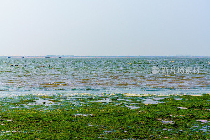 海藻覆盖的海岸线