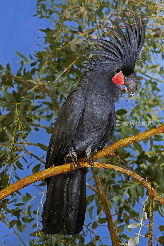 棕榈凤头鹦鹉长喙鹰，成体站立于枝上