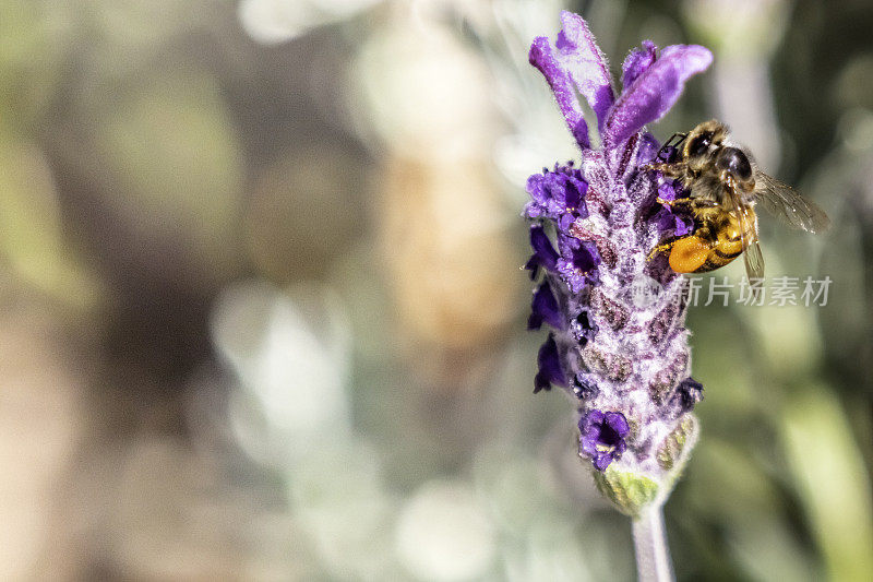 一个非洲蜜蜂授粉薰衣草花的特写