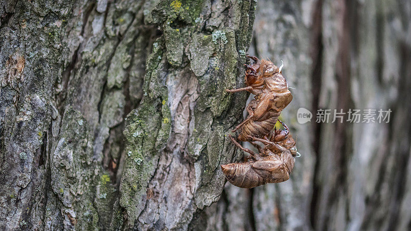 艾修维，蝉蛹，欧洲落叶松上的雪茄。