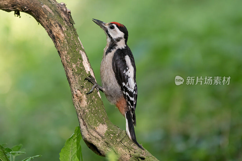 大斑点啄木鸟