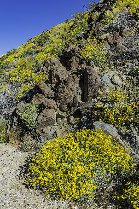 布利特尔灌木，土石竹，约书亚树国家公园，加利福尼亚州，莫哈韦沙漠