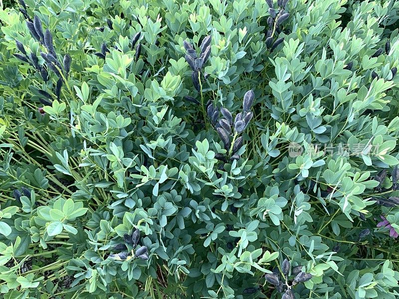 野生靛蓝植物与种子荚