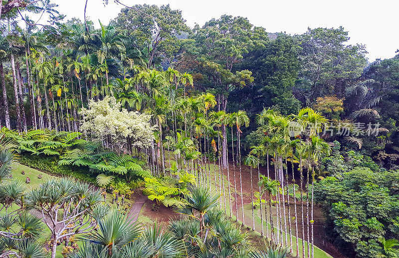 马提尼克岛的热带森林。