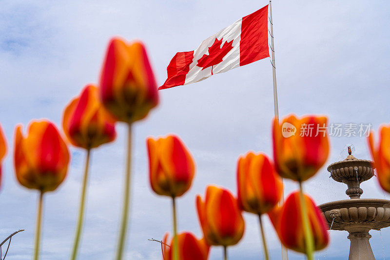 郁金香和加拿大国旗