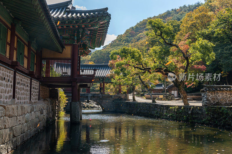 松光沙寺入口处秋叶飘落