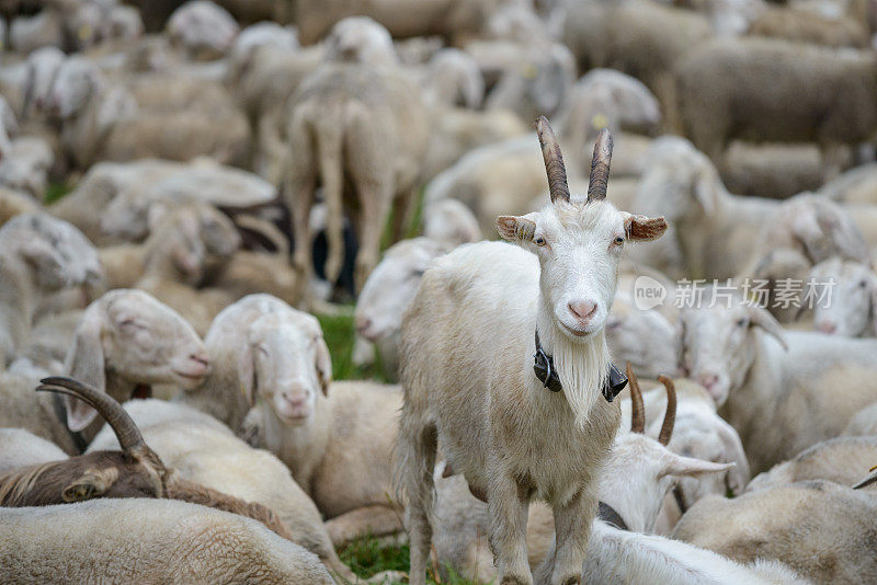 山羊和绵羊