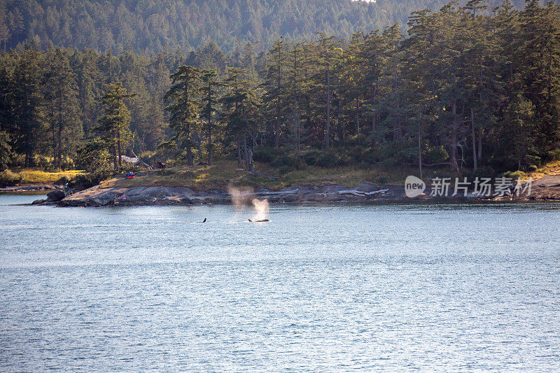 南海湾群岛的鲸鱼