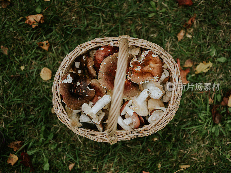 篮子里装满了从森林里采摘的新鲜可食用的蘑菇
