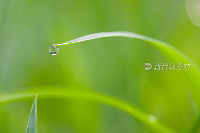 小雨滴在树叶上平衡