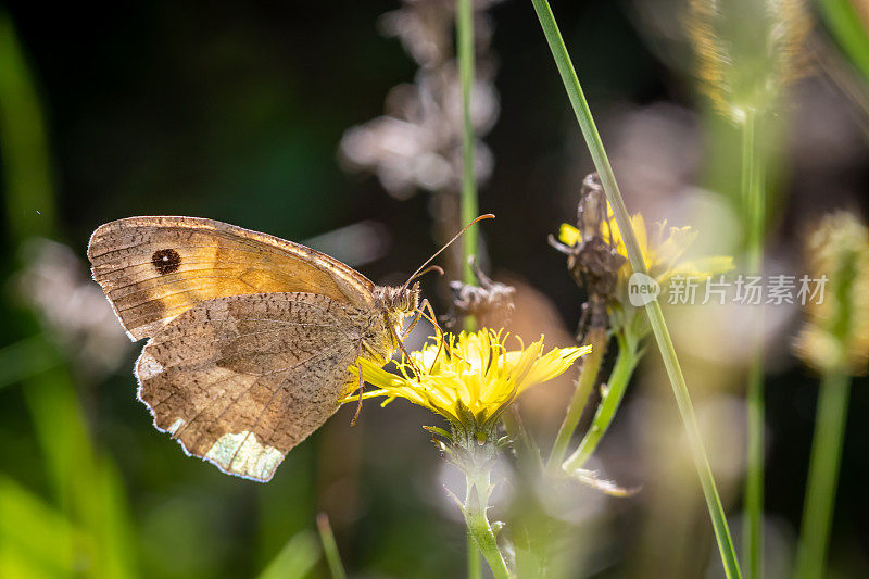 花园中向日葵上翅膀受损的褐斑蝴蝶