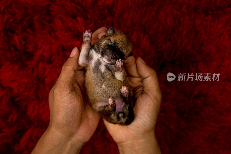 新生柴犬的特写。日本柴犬。小狗。狗的手形成一个心形。手搭红毯背景。