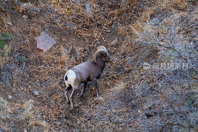 大角公羊在陡坡上快速移动