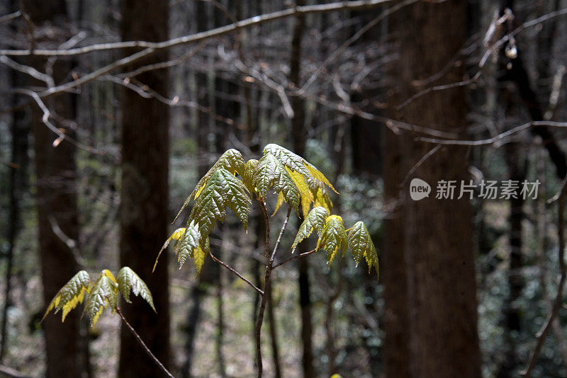 森林里的毒葛