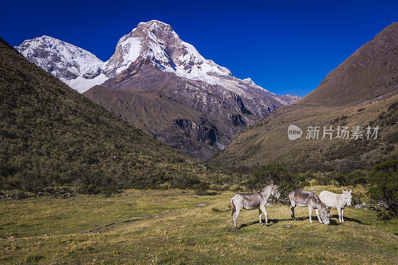秘鲁瓦拉兹附近的卡卡安第斯山脉和布兰卡山谷的骡子