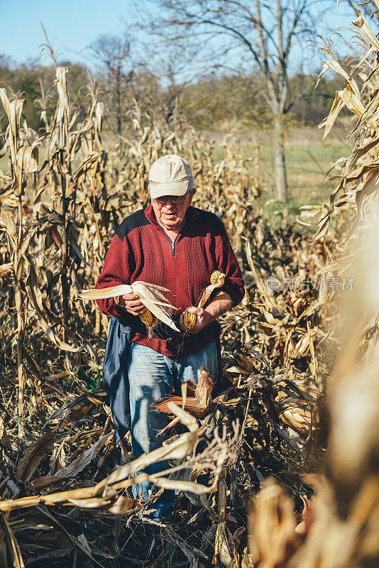 秋收季节，老者的手在田里采摘玉米，季节性的体力劳动者在工作