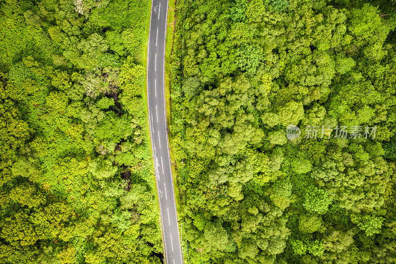 穿过苏格兰森林的道路