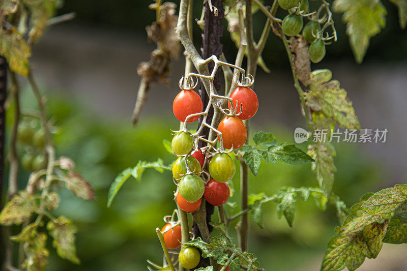 在私人菜园中种植的蔷薇番茄