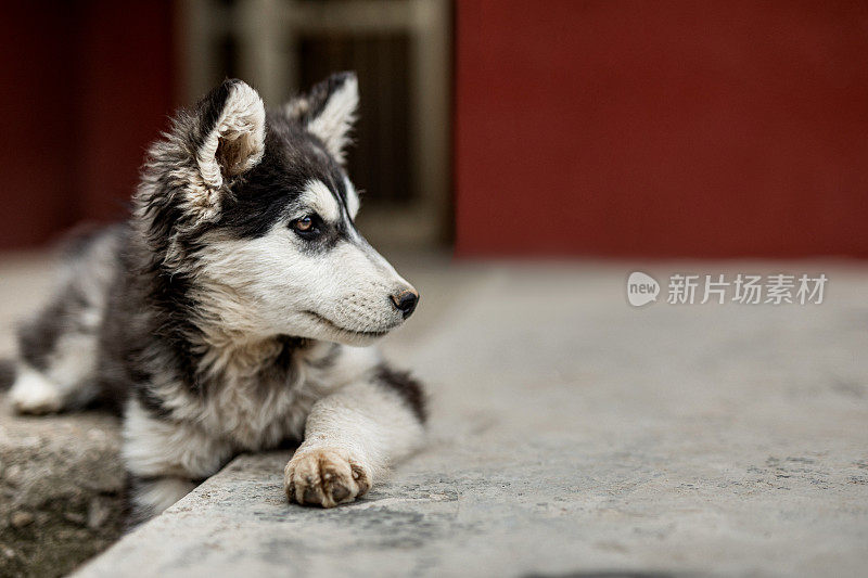 可爱的西伯利亚哈士奇在房子前面