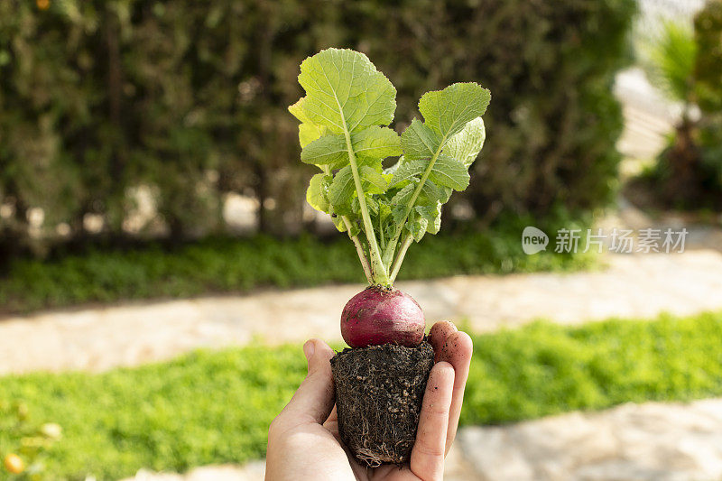 一名男子正在展示他在业余花园种植的萝卜