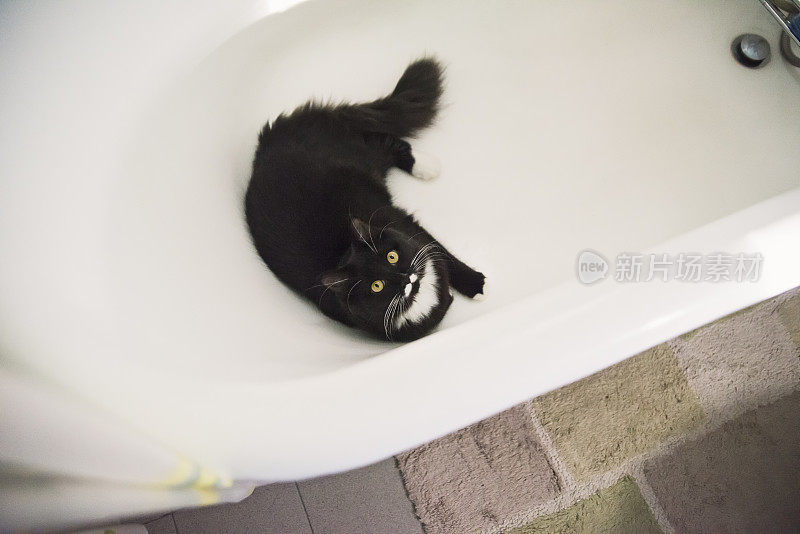 燕尾服猫躲在浴缸里。